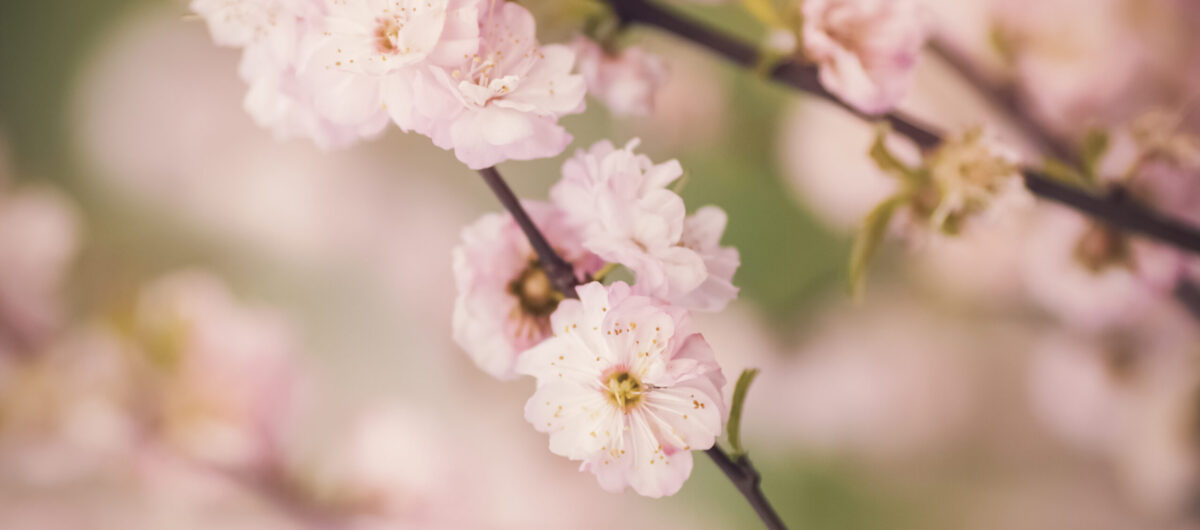 Cherry Blossom Season in Japan