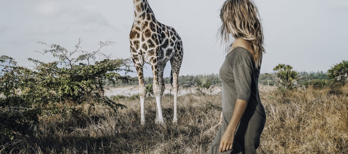 Majestic Giraffes in Tanzania